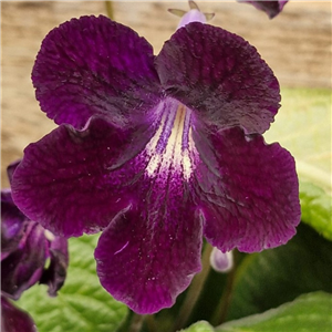 Streptocarpus 'Elsi'